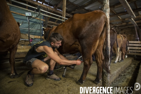 La dernière ferme fromagère de Ceillac.