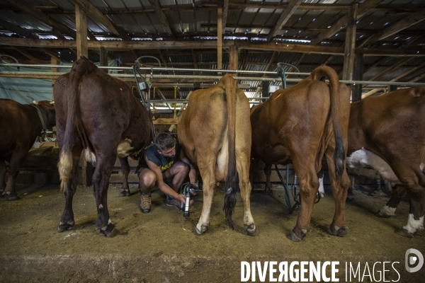 La dernière ferme fromagère de Ceillac.