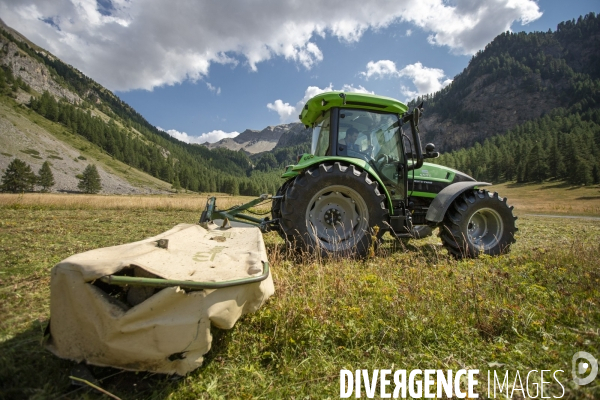 La dernière ferme fromagère de Ceillac.