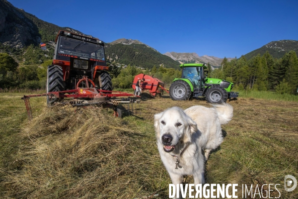 La dernière ferme fromagère de Ceillac.