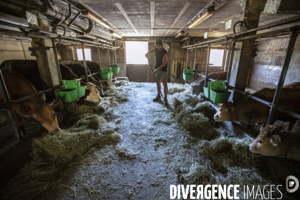 La dernière ferme fromagère de Ceillac.