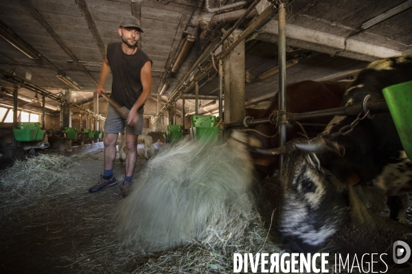 La dernière ferme fromagère de Ceillac.