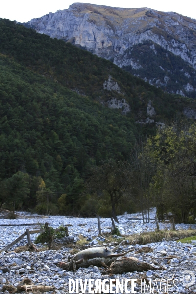 Vievola le 11/10/2020 au pied de la Chapelle Notre Dame de La Visitation , deux brebis décèdées emportées par le courant d eau.