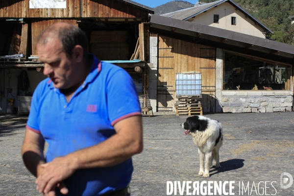 Tende le 08/10/2020 François Riberi , vacher dans son exploitation . une quarantaine de ses vaches ont disparu sur les alpages et n ont toujours pas ete localisé.