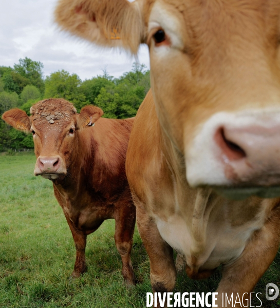 Vaches