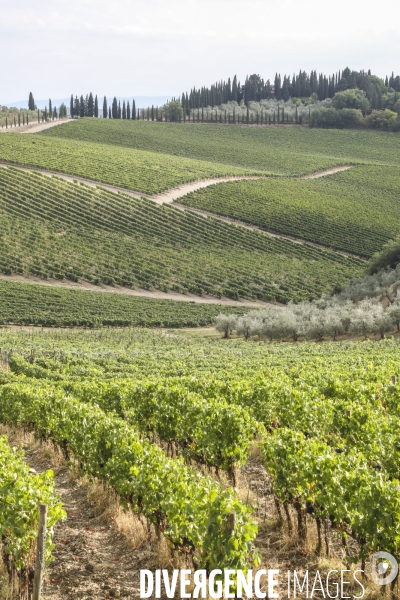 Paysages du chianti/toscane