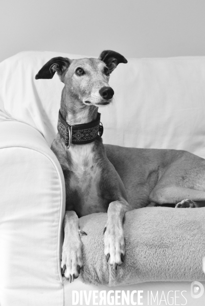 Joelle, femme militante pour la protection animale, avec sa chienne Lévrier Galgos.