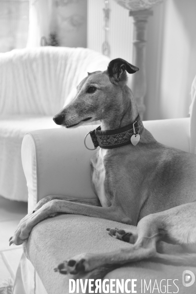 Joelle, femme militante pour la protection animale, avec sa chienne Lévrier Galgos.
