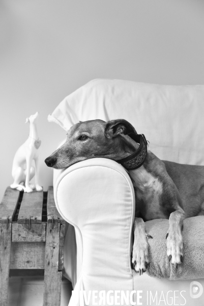 Joelle, femme militante pour la protection animale, avec sa chienne Lévrier Galgos.