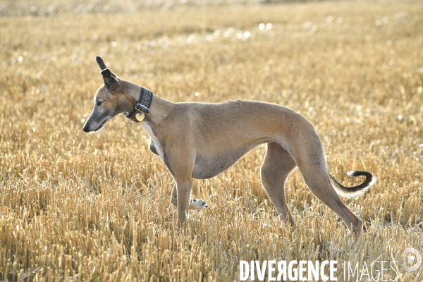 Joelle, femme militante pour la protection animale, avec sa chienne Lévrier Galgos.