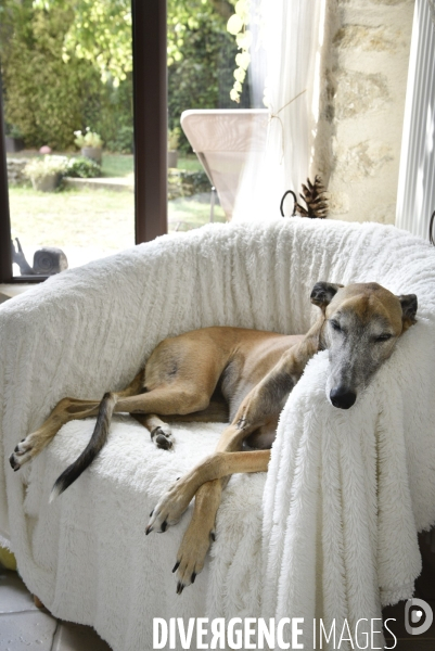 Joelle, femme militante pour la protection animale, avec sa chienne Lévrier Galgos.