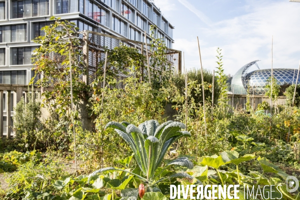 Les Jardins partages du Pont de Sevres