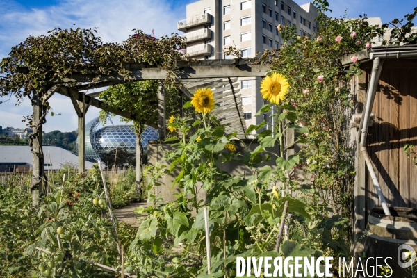 Les Jardins partages du Pont de Sevres