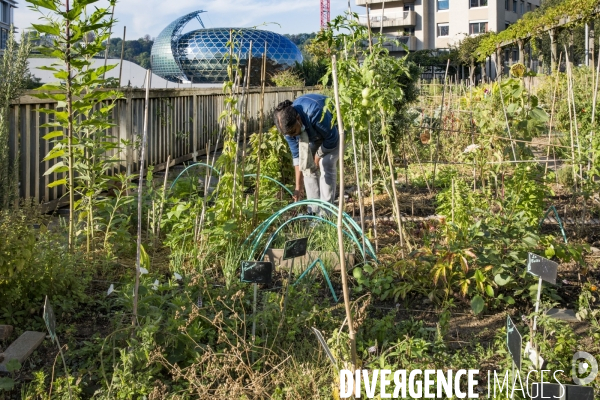 Les Jardins partages du Pont de Sevres