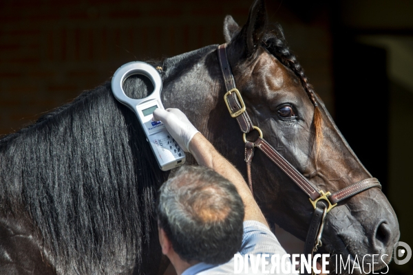 Courses hippiques sur l hippodrome d Amiens