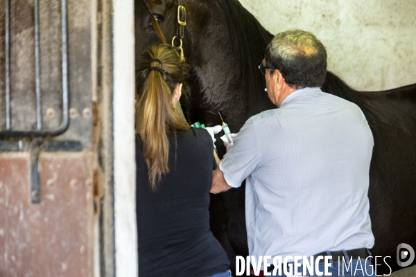 Courses hippiques sur l hippodrome d Amiens