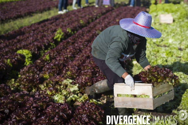 Main d oeuvre etrangere dans l agriculture