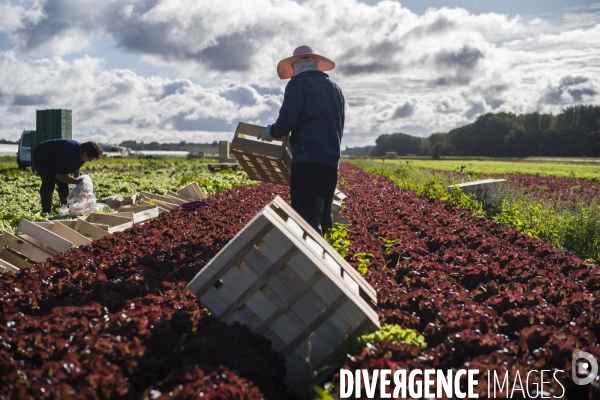 Main d oeuvre etrangere dans l agriculture