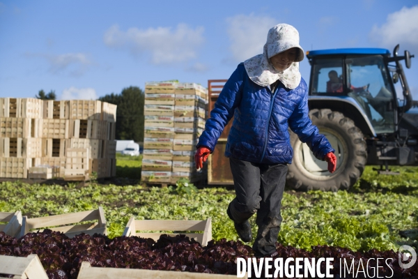 Main d oeuvre etrangere dans l agriculture