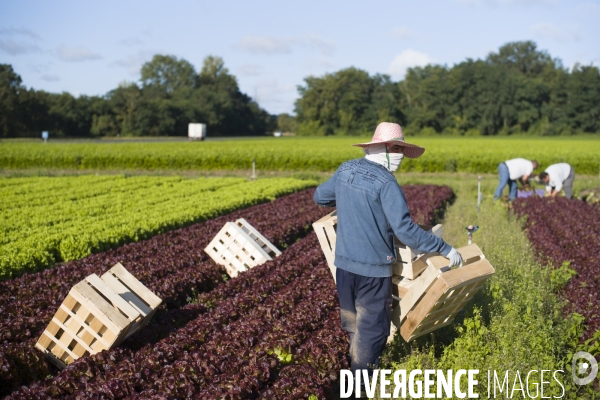 Main d oeuvre etrangere dans l agriculture