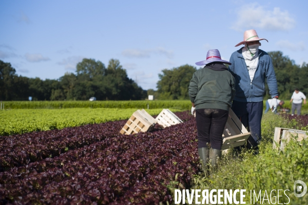 Main d oeuvre etrangere dans l agriculture