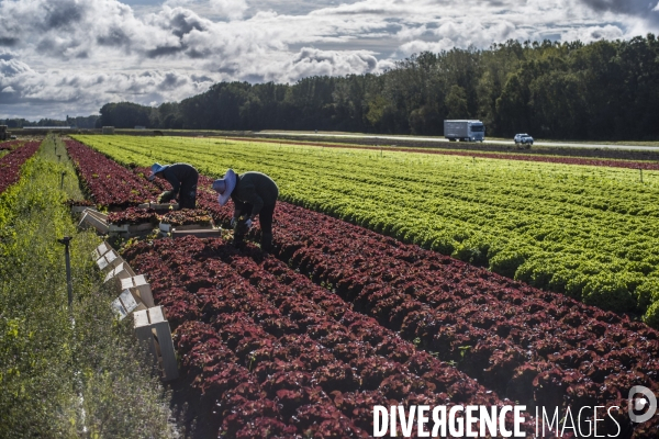 Main d oeuvre etrangere dans l agriculture