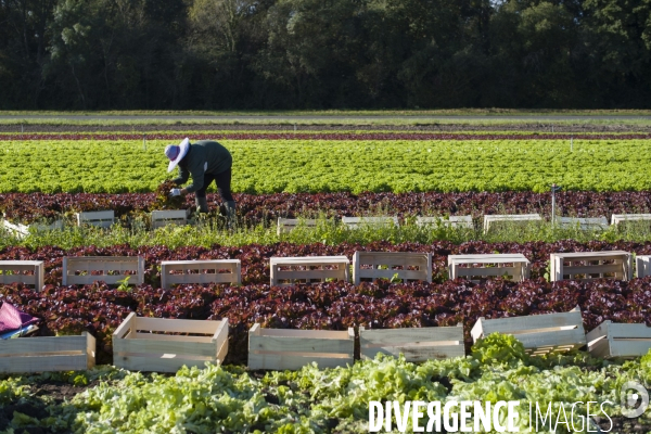 Main d oeuvre etrangere dans l agriculture