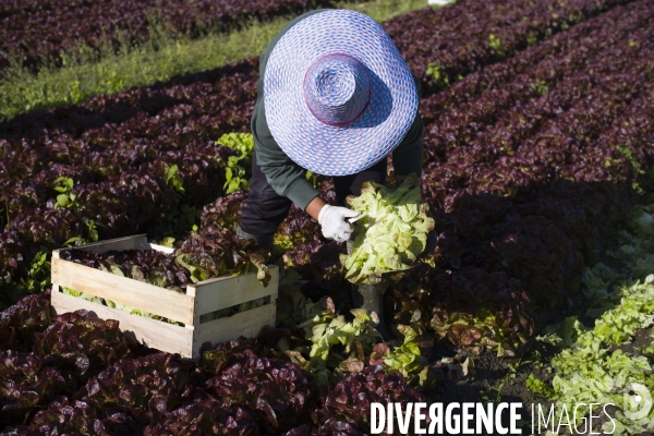 Main d oeuvre etrangere dans l agriculture