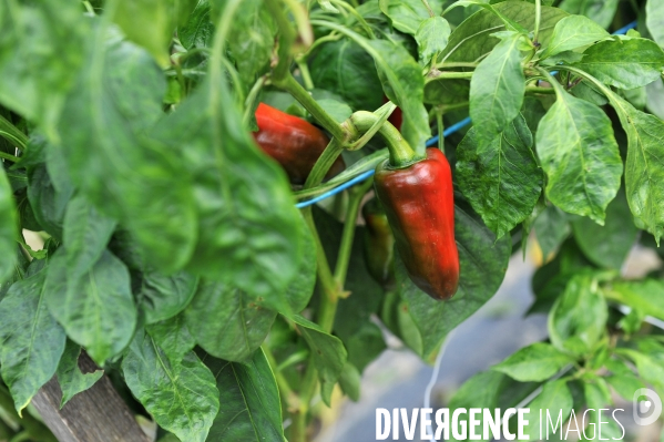 Culture du piment