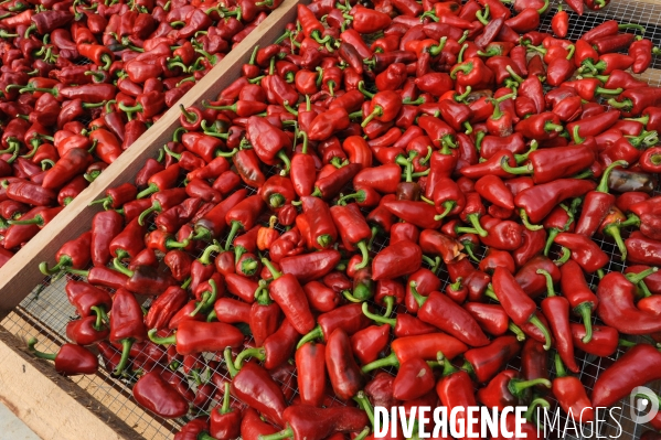 Culture du piment