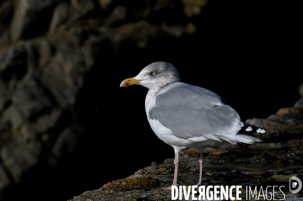 L île d Ouessant,  le Bout du Monde 