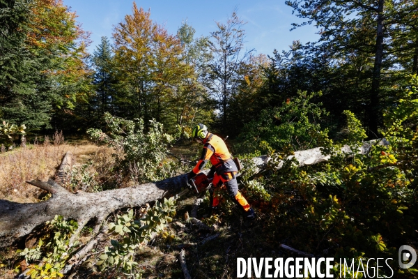 Invasion de scolytes dans la forêt vogienne