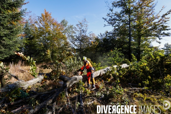 Invasion de scolytes dans la forêt vogienne