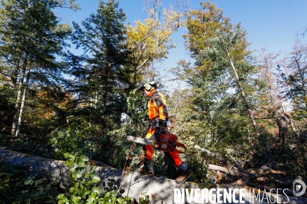 Invasion de scolytes dans la forêt vogienne