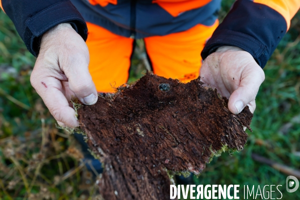 Invasion de scolytes dans la forêt vogienne
