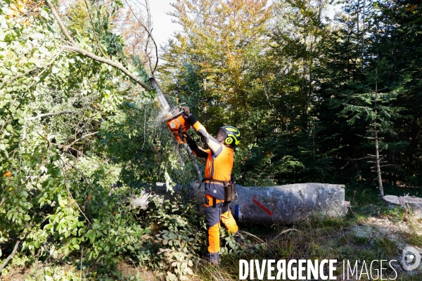 Invasion de scolytes dans la forêt vogienne