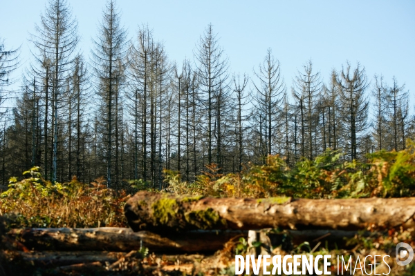Invasion de scolytes dans la forêt vogienne