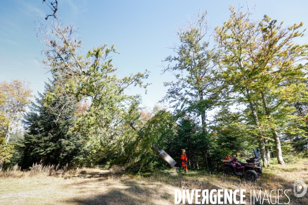 Invasion de scolytes dans la forêt vogienne
