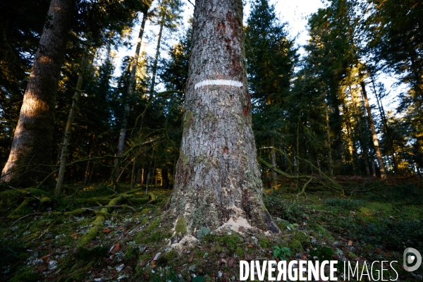 Invasion de scolytes dans la forêt vogienne