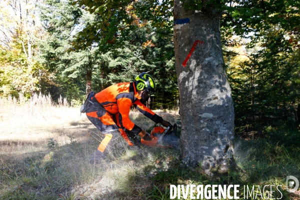 Invasion de scolytes dans la forêt vogienne