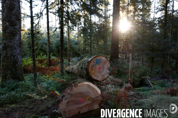 Invasion de scolytes dans la forêt vogienne