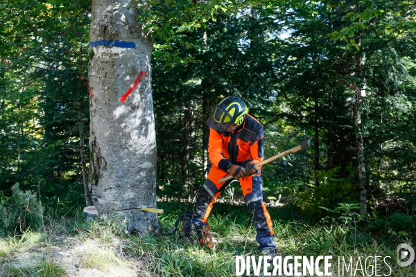 Invasion de scolytes dans la forêt vogienne