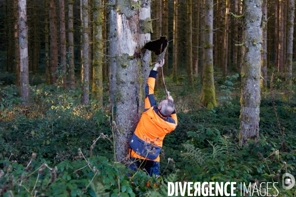 Invasion de scolytes dans la forêt vogienne