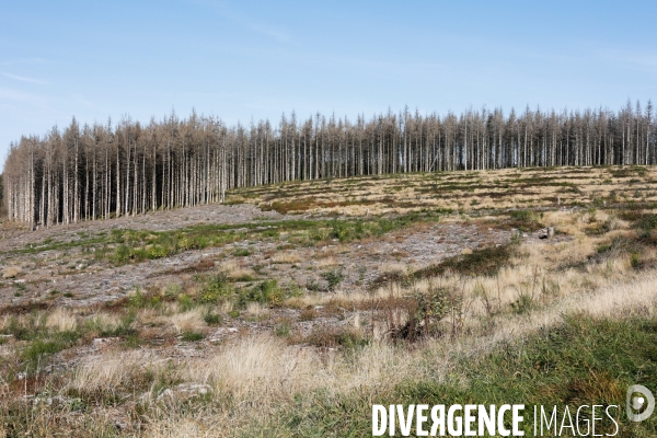 Invasion de scolytes dans la forêt vogienne