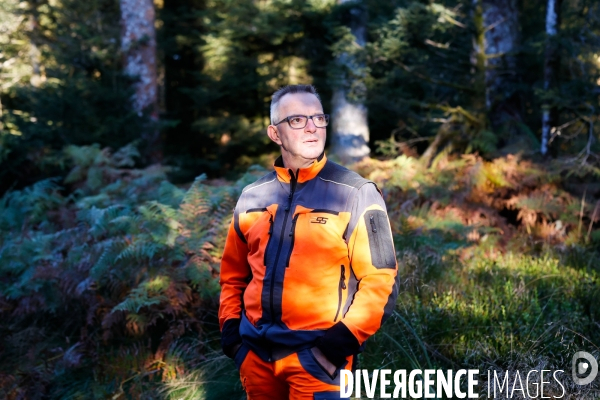 Invasion de scolytes dans la forêt vogienne