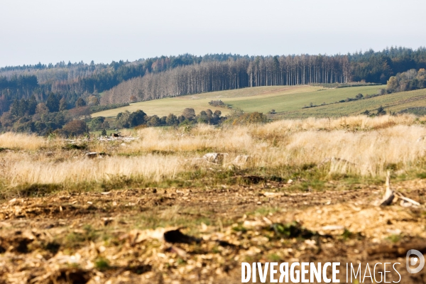 Invasion de scolytes dans la forêt vogienne