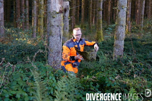 Invasion de scolytes dans la forêt vogienne
