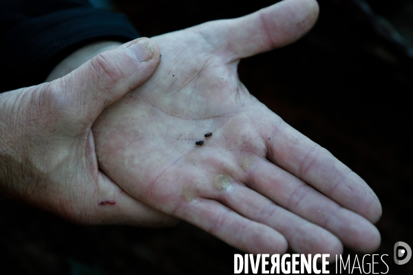 Invasion de scolytes dans la forêt vogienne