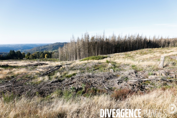 Invasion de scolytes dans la forêt vogienne