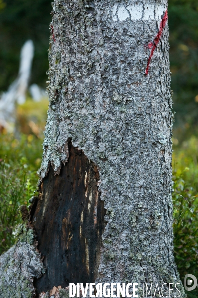 Invasion de scolytes dans la forêt vogienne